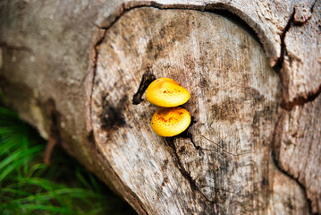 Close-up photo of a wild mushroom growth on the bark of a cut tree. In the beech forest in the autumn season.