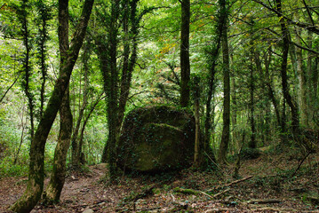 Green moss on rock on a background of fallen leaves in an autumn forest. Natural moss.