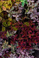 Hypoestes, a genus of tropical plants of the Acanthaceae family, background image