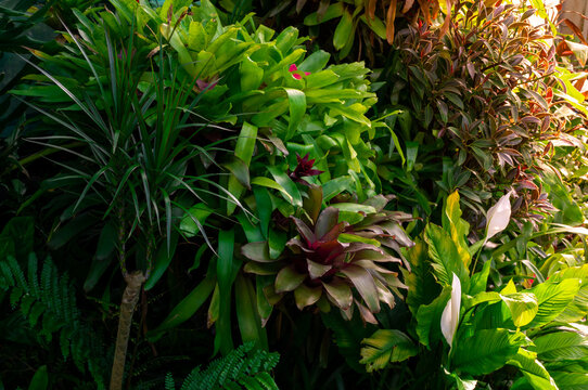 Varieties of tropical plants close-up, background image