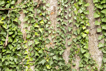 ivy on the wall