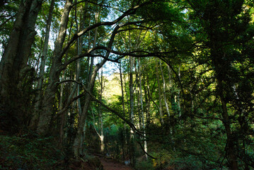 The natural landscape of the surrounding lush vegetation. Backlit beech forest in autumn in Grevolosa, Catalonia Spain.  Beech power