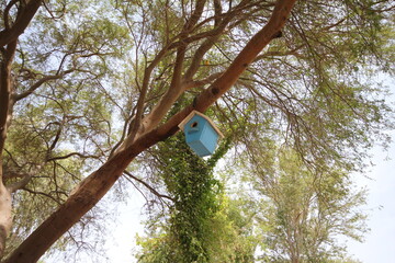 Bird house  on tree 