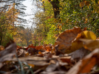 Autumn footpath