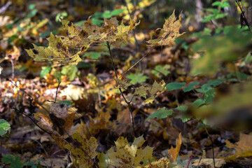 photo colorful leaves fallen from the trees in the forest