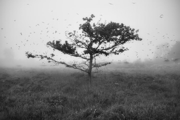 Grayscale of a tree isolated in land and being blown away by the wind