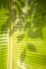 nature closeup leaves