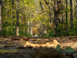 Obraz na płótnie Canvas Autumn footpath