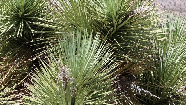 Green simple rosetted distally cuspidate proximally expanded glabrous linear leaves of Yucca Brevifolia, Asparagaceae, native monoclinous arborescent shrub in the San Bernardino Mountains, Summer.