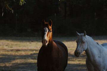 Obraz premium Sorrel and white young horses on Texas farm in shadows.