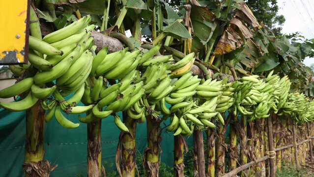 Banana tree with a bunch of growing mature green bananas. many banana trees. Kerala India banana4k video footage.
