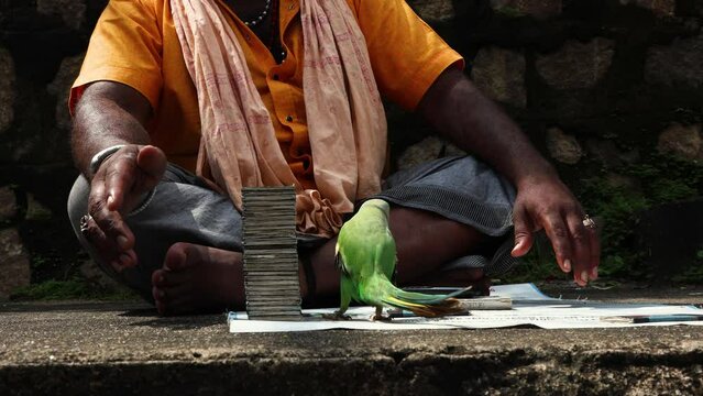 A tarot card reading parrot on the cage. Indian astrology. Forecasting concept 4K video footage