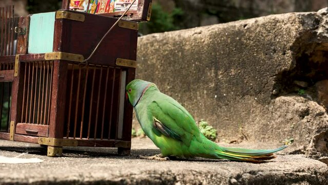 A tarot card reading parrot on the cage. Indian astrology. Forecasting concept 4K video footage