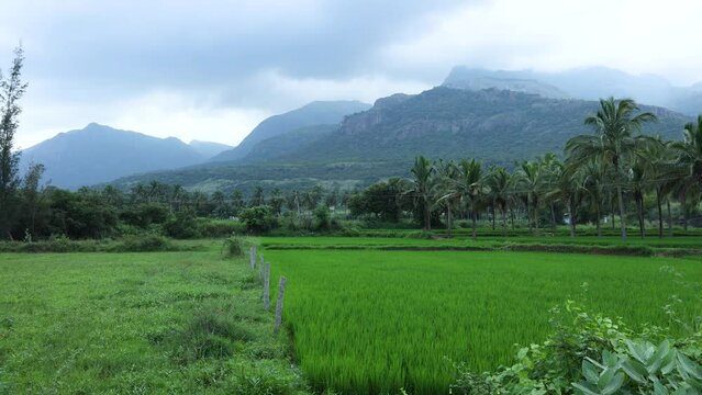 Tenkasi cinema shooting location. Coconut trees in a farmland paddy field with mountains behind Beautiful Thenkasi Tamilnadu India 4k video footage