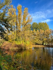 autumn pond in the park, falling leaves on the pond surface