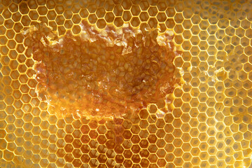 Honeycomb detail with the hexagonal shapes of its cells.