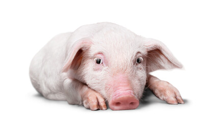 Pig lying in studio on white background