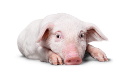 Pig lying in studio on white background