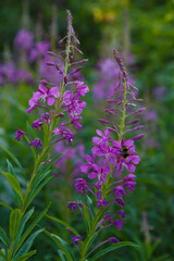 Flowers of Fireweed, Narrow-leaf Fireweed, Willow Herb in a sunny summer meadow, close-up