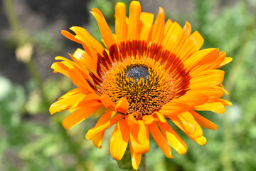 Yellow flowers of Venidium marigold Venidium calendulaceum close-up. Yellow flowers and stamens macrophoto.