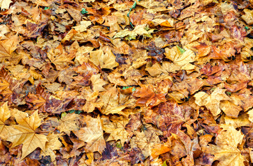 Orange leaves texture - Autumn fall yellow folliage background. Nature season concept
