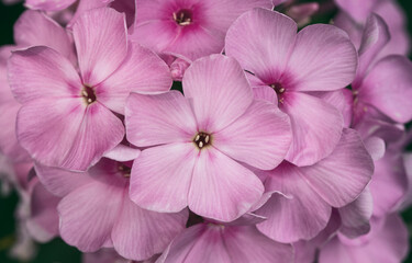 Pink Phlox paniculata 'Flamingo' flower macro