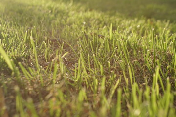young grass grows after mowing