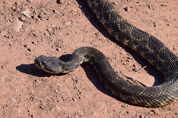Large Rattlesnake in Sespe Wilderness, Los Padres National Forest