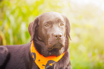 Labrador retriever dog in an orange bandana. Black dog on Halloween.