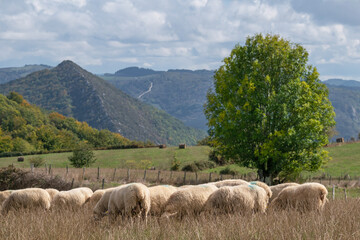 Obraz premium Sheep digging in the autumn grass. Aezkoa Valley. Pyrenees