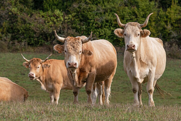 Pyrenean cow and bull. Aezkoa Valley. Pyrenees