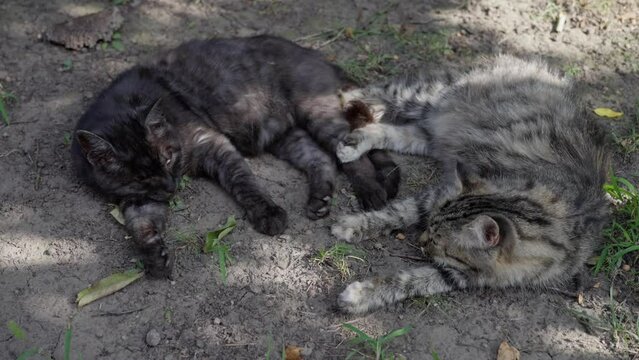 A longhaired cat named Mary, interacts with his friend Bagira on a lawn