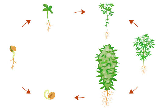 Cannabis germination stages. Cannabis growth infographic. Plant growing cycle