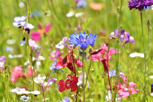 flowering meadow for insects, butterflies and other animals