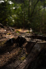 Naklejka premium stump in the forest