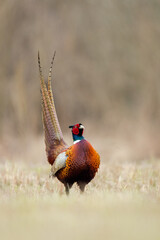 Birds - Common Pheasant (Phasianus colchicus) male - cock