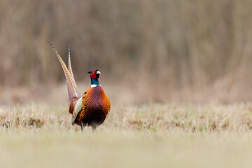 Birds - Common Pheasant (Phasianus colchicus) male - cock