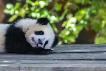A giant panda, a cute baby panda napping, funny animal
