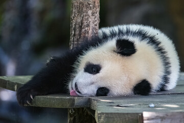 A giant panda, a cute baby panda napping, funny animal
