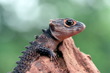 little dragon from east indonesia, crocodile skink