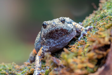 The smooth-fingered narrow-mouthed frog ( kaloula baleata ) in the moss