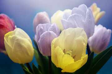 Fototapeta premium bouquet of tulips on a on a colored blurred background close up
