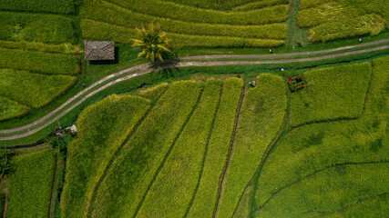 Awesome aerial view of rice terraces in the summer. Abstract geometric shapes of agricultural...