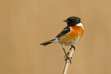 kląskawka (Saxicola rubicola)