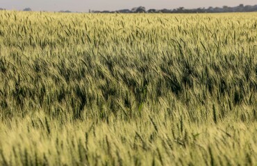 Plantação de trigo em desenvolvimento em propriedade rural, em Campo Mourão, na Região Centro-Oeste do Paraná. Na foto, plantação de trigo em desenvolvimento.