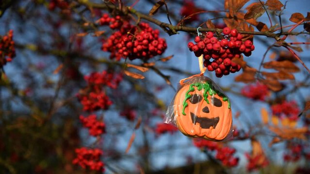 Close-up view of pumpkin shaped Halloween cookie with Jack O'Lantern face hanging on autumn branch of Sorbus aucuparia (rowan or mountain-ash) tree with ripe red berries. Holiday food theme. Real time