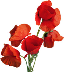 Poppy flowers isolated on white background