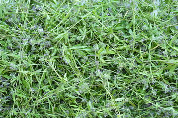 Thyme creeping, medicinal plant. Background of cut flowers and thyme stalks. Collection, drying and preparation of medicinal herbs and herbal tea