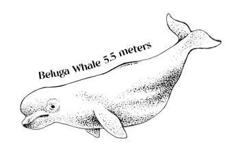 The beluga whale, Delphinapterus leucas
