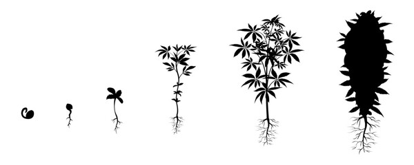 Cannabis growth stages. Marijuana cultivation infographic. Hemp seed germination